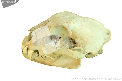 Image of european lynx isolated cranium