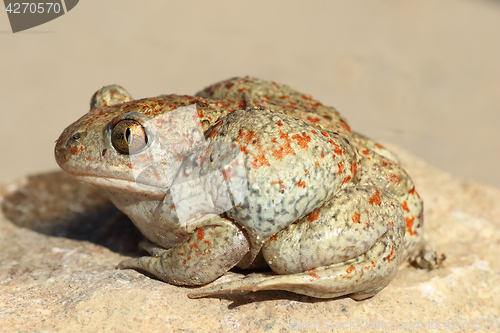 Image of profile view of garlic toad