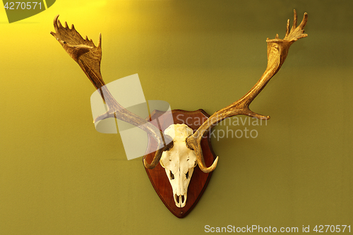 Image of fallow deer trophy mounted on wall