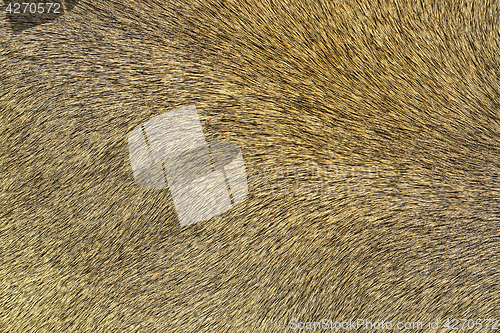 Image of lion pelt texture