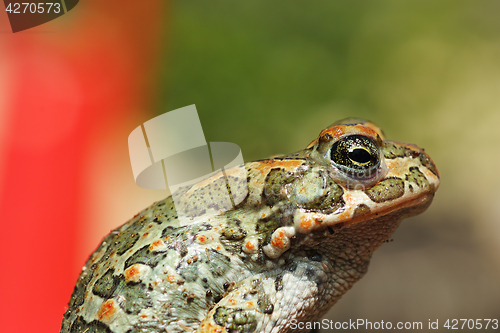 Image of green european toad closeup 1