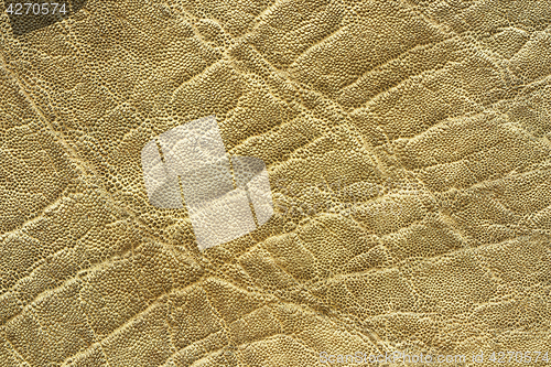 Image of interesting textured elephant skin