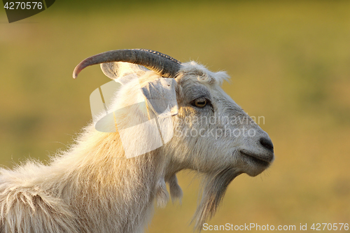 Image of bearded white goat