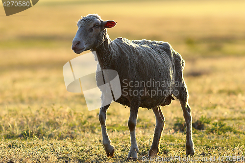 Image of white sheep in sunset beautiful light