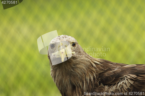 Image of portrait of Haliaeetus albicilla