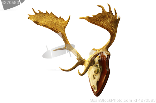 Image of isolated large fallow deer stag trophy
