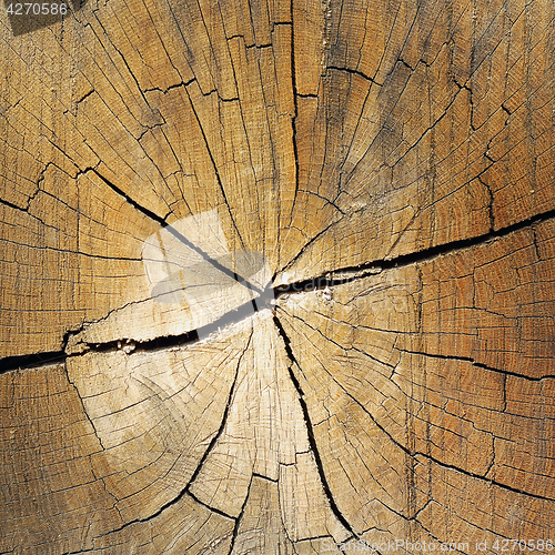 Image of fir heart wood texture