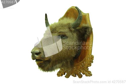 Image of european bison hunting trophy