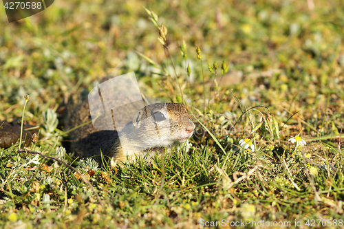 Image of cute european ground squirrel in natural habitat