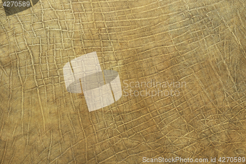Image of real texture of african elephant leather