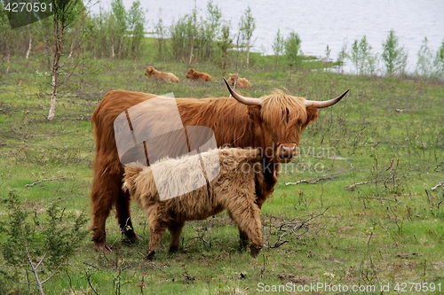 Image of Scottish Highland cattle