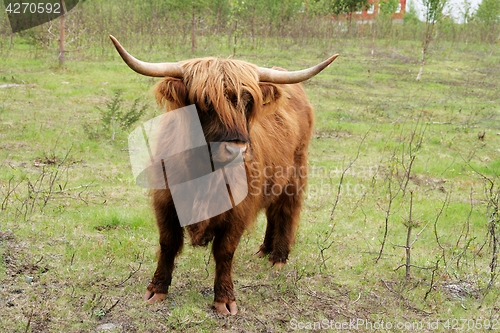 Image of Scottish highland cattle