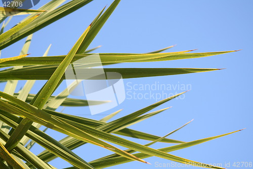 Image of Spiky palm