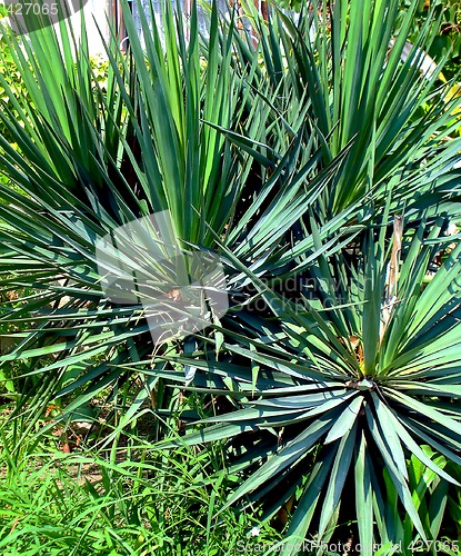 Image of Palm leaves