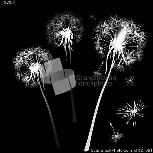 Image of dandelions