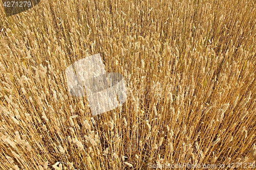 Image of Wheat field detail