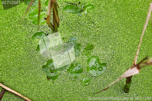 Image of Water surface with plants