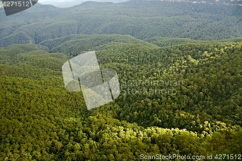 Image of Trees in the woods