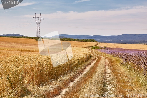 Image of Wheat field detail