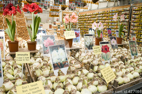 Image of flower bulb plant store display in flower market amsterdam