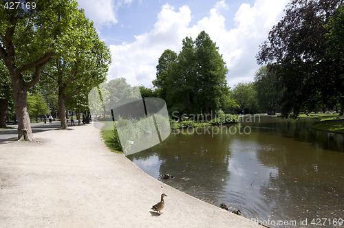 Image of pond with ducks vondel park amsterdam