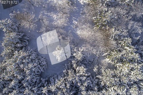 Image of Snowy forest