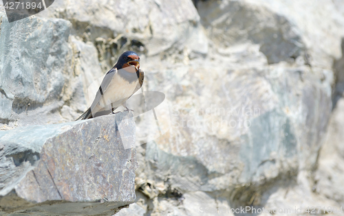Image of Swallow, Hirundo rustica 