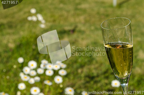 Image of Glass with sparkling wine in the garden