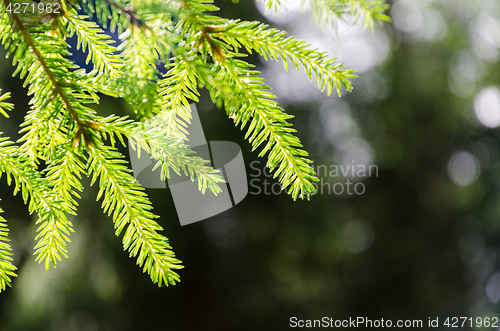 Image of Glowing spruce tree twig