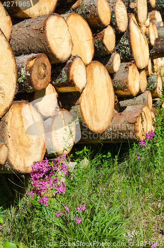 Image of Logpile with purple flowers