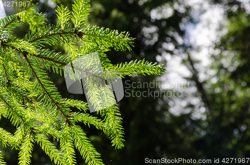 Image of Spruce tree twig close up