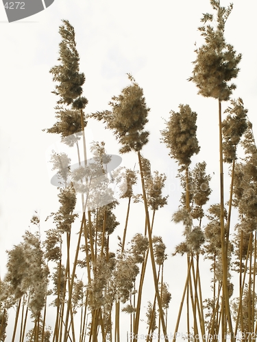 Image of Reed