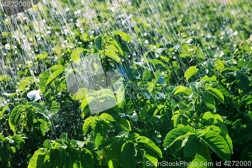 Image of rain waters on the field