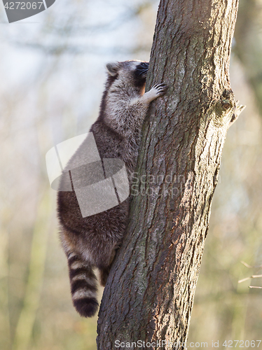 Image of Raccoon up a tree