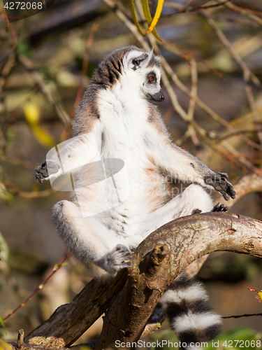 Image of Ring-tailed lemur (Lemur catta)