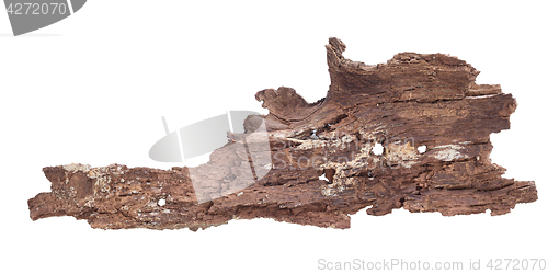 Image of Tree bark isolated