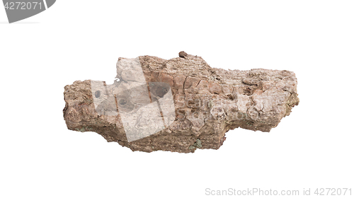 Image of Tree bark isolated