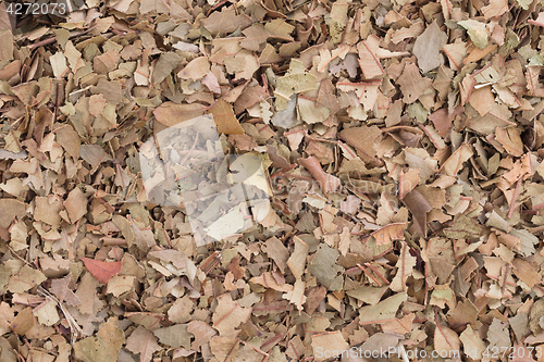 Image of Dry tea leaves