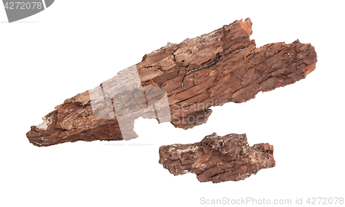 Image of Tree bark isolated