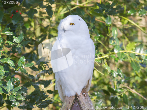 Image of Snowowl sitting still