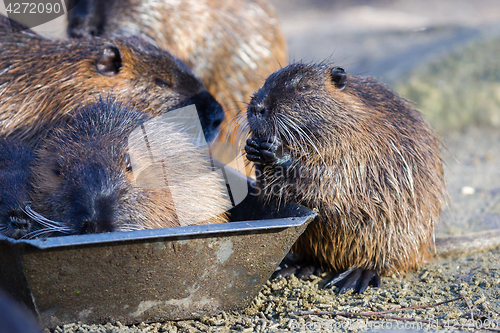 Image of Young coypu close up