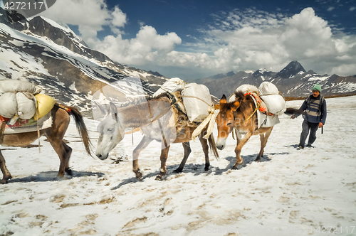 Image of Donkeys in snow in Nepal