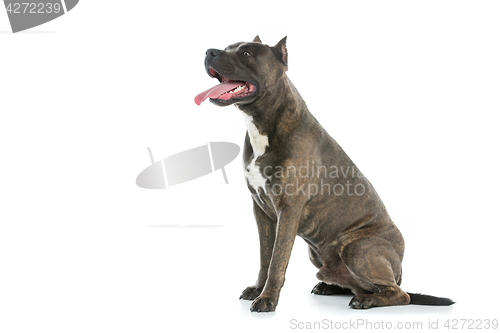 Image of Beautiful amstaff dog