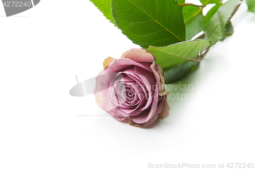 Image of Beautiful tea rose flower