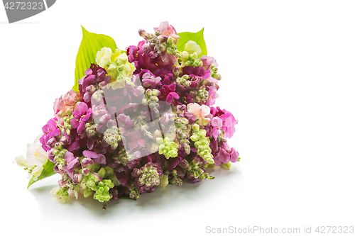 Image of Beautiful delphinium flower