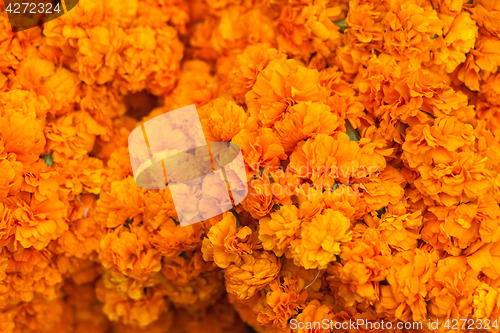 Image of Orange flowers