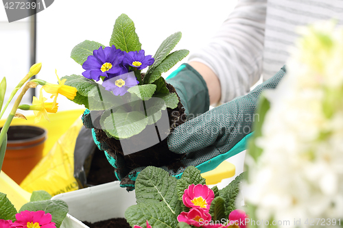 Image of Colorful flowers, primroses