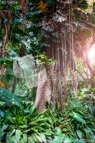 Image of trees and lianas in the jungle