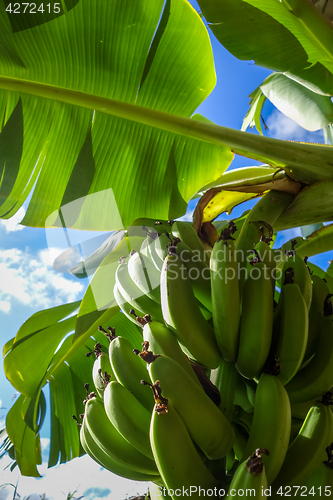 Image of Banana tree detail, easter island
