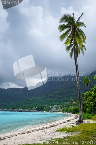 Image of Palm trees on Temae Beach in Moorea island